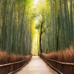 panorama-hutan-bambu